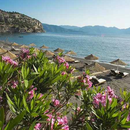 Asma, Florya